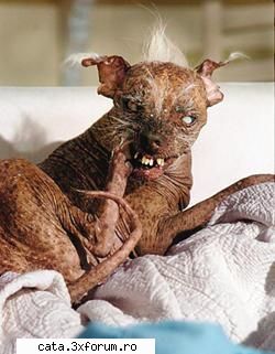 primul meu animal