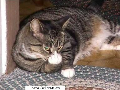 primul meu animal - Pai eu am avut o pisica dar avea probleme de - poze cu animalutze