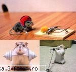 primul meu animal - Da am avut si un hamster ,un super hamster el ma - poze cu animalutze